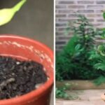 How to Grow Purple Dragon Fruit from Cuttings for Beginners