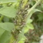 Broadleaf Plantain: Nature’s Healing Herb Uncovered