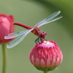 Spray This Simple Mixture and Get Rid of Weeds in Your Garden Easily!