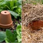 How To Grow Buckets Full Of Blueberries No Matter Where You Live