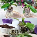 DIY Mosquito Repellent Mason Jars to Keep Bugs Away This Summer