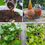 How to Grow Muskmelon (a.k.a Cantaloupe) at Home in Containers